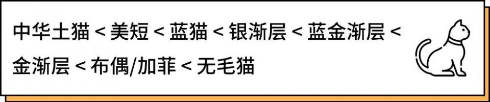 城市里养猫的人非富即贵,有多少人养猫家里有钱了