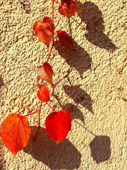 实受蛋儿“老憨儿”