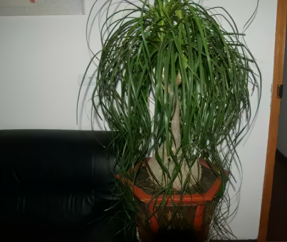 吸甲醛最好的植物花卉是哪几种,家养吸甲醛什么绿植最好