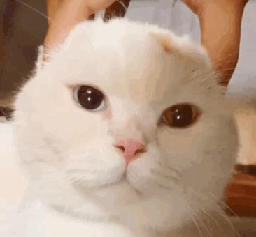 猫一天放了好几个臭屁,猫咪放的屁巨臭怎么回事