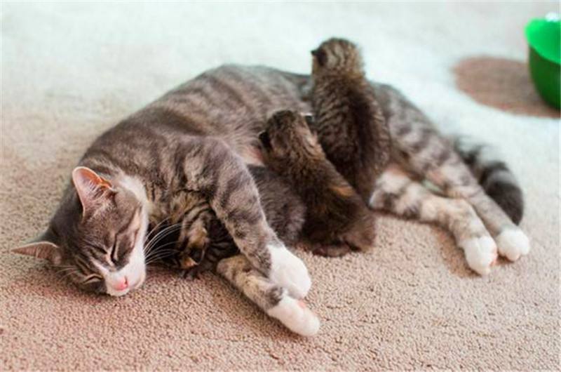 怀孕猫咪容易得哪些疾病,怀孕猫咪呼吸道感染怎么办