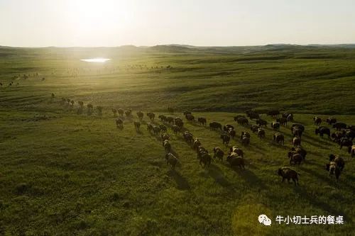 印第安人狩猎美洲野牛,美洲野牛印第安人