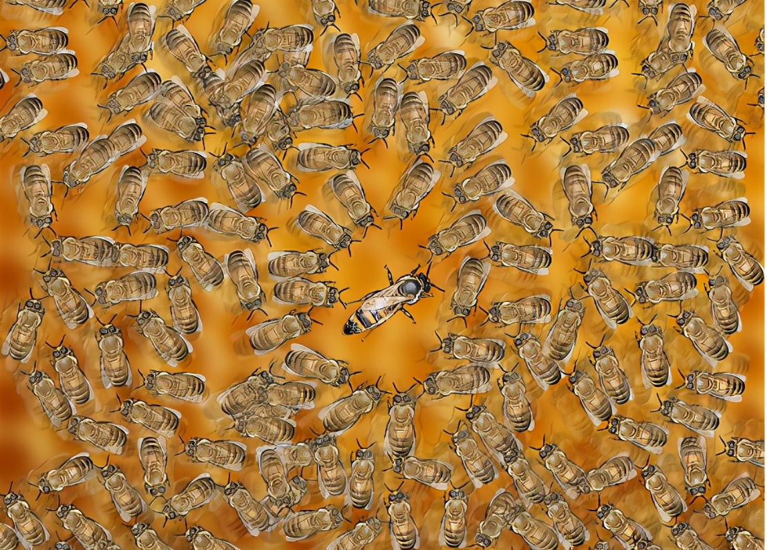 土养蜜蜂换王怎样方便找到蜂王,蜜蜂二十多只带一个蜂王怎么养殖