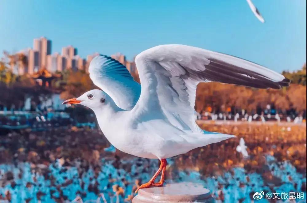 云南人注意啦!25种方法检验你有没有在昆明生活过,一看真灵!