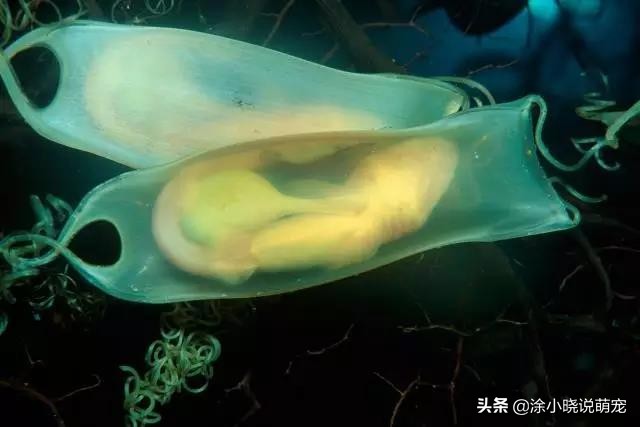 体型凶狠的鲨鱼有哪些,鲨鱼幼崽从蛋出来的全过程