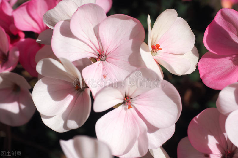 家中养4种花要当心,新手千万别碰这3种花