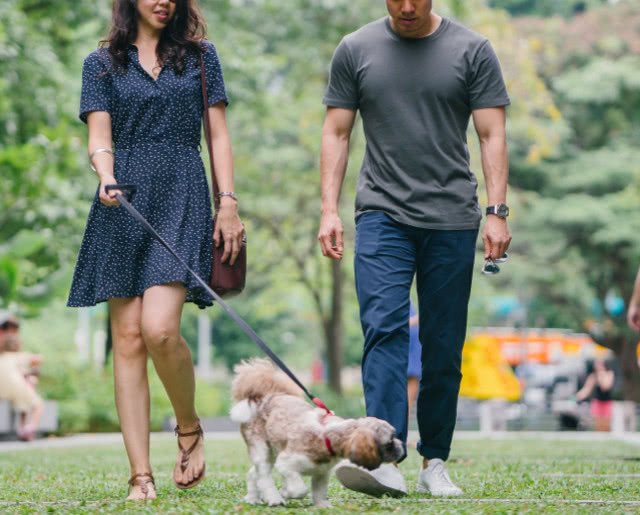 狗狗排便怎么才能带它去正确地方,不让狗狗室内排便怎么训练