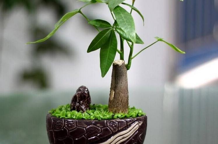 家里客厅适合摆放发财树吗,发财树在家里的最佳摆放位置