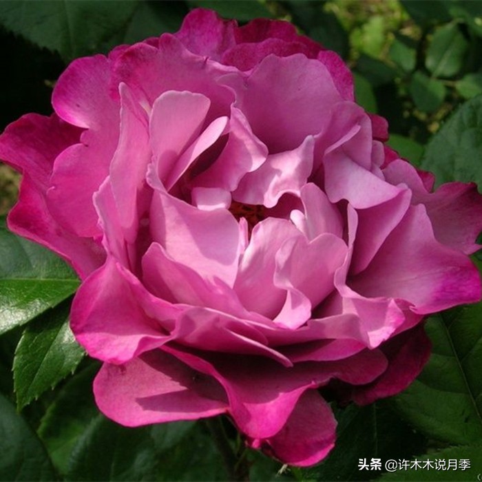 月季常见叶子问题,月季都有什么病怎么治