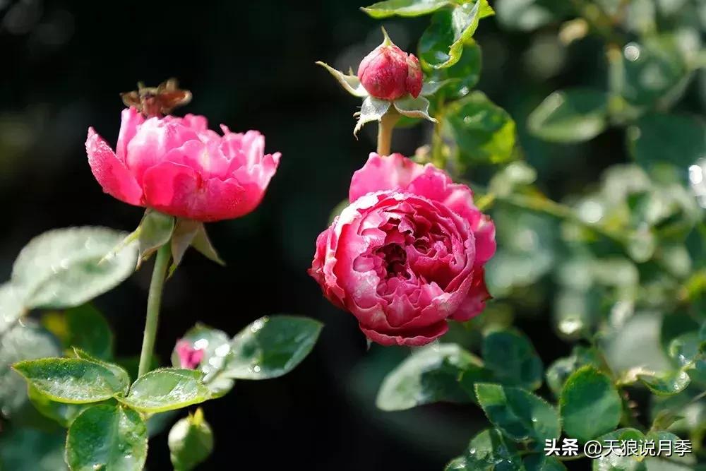 天狼自育哪个品种最好,天狼月季紫雾凝霜