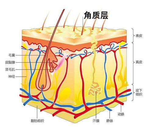 经常去角质变成敏感肌怎么办,怎么去除老化角质层