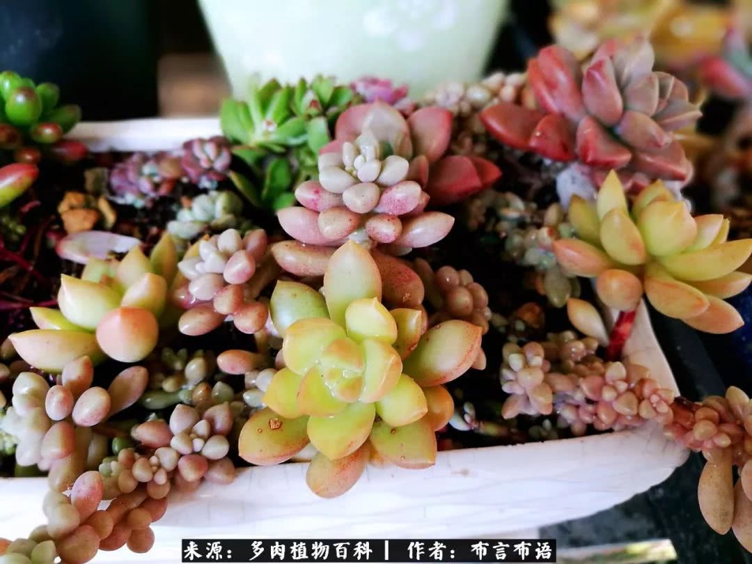 从多肉上感悟人生,多肉的真实生活感悟