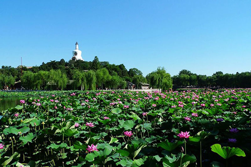 北京赏荷,了解十大赏荷胜地
