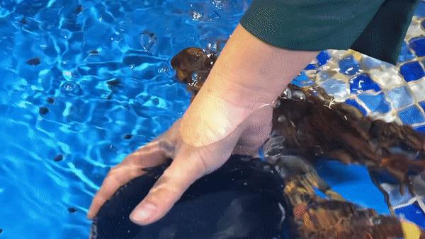 驶入厚街的「海鲜巨舰」,秋日鲜味来袭