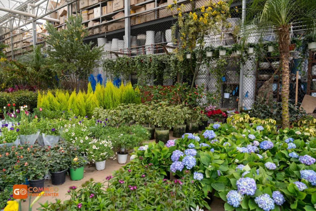 重庆花市排名前十名,重庆花市哪里最便宜