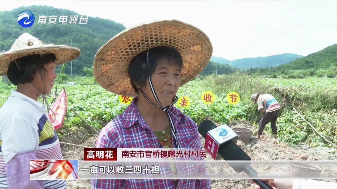 手慢无~南安官桥600亩曙光甘薯丰收啦