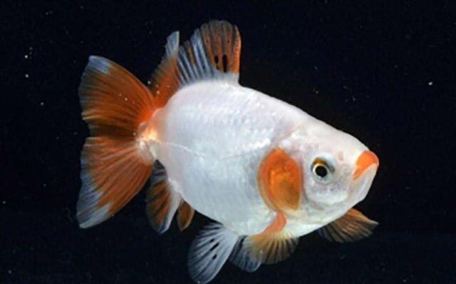 金鱼掉鳞隔离后多久能好,金鱼的鳞有点掉了是什么原因