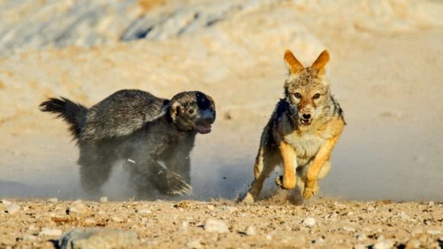 关于蜜獾平头哥你到底了解多少,平头哥蜜獾暴力鸟