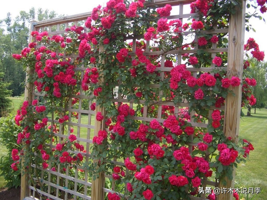 最好种植的藤本月季，种下一颗小苗，收获一片花海