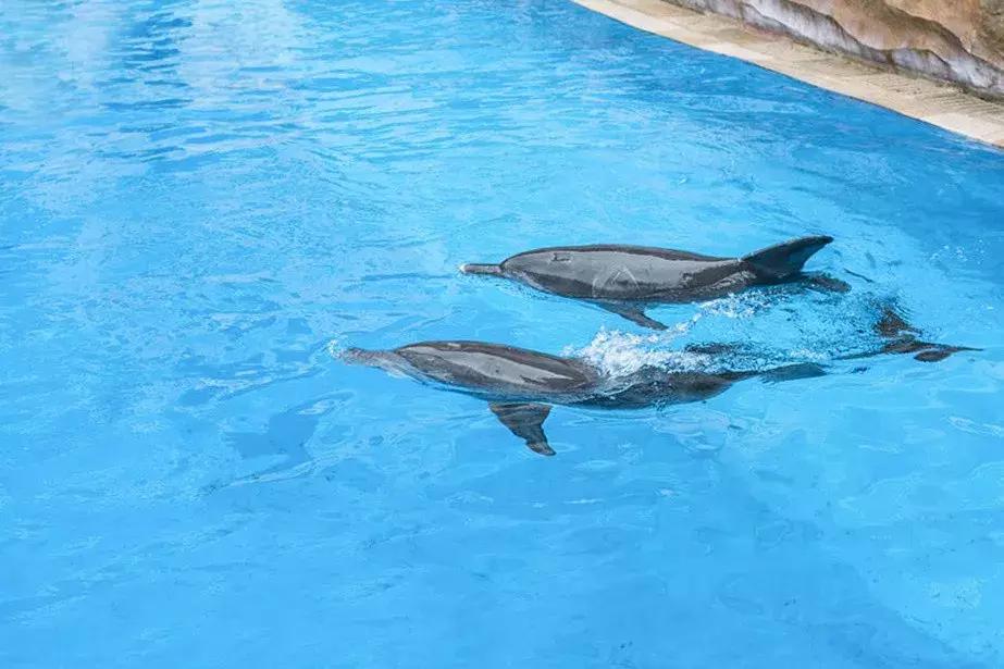 珠海海泉湾维景国际大酒店自助餐,珠海华发喜来登酒店自助餐价格