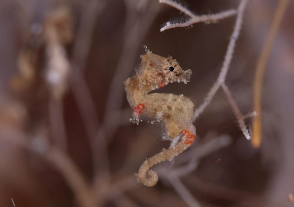 长得像海马的一种生物,长得像马的动物