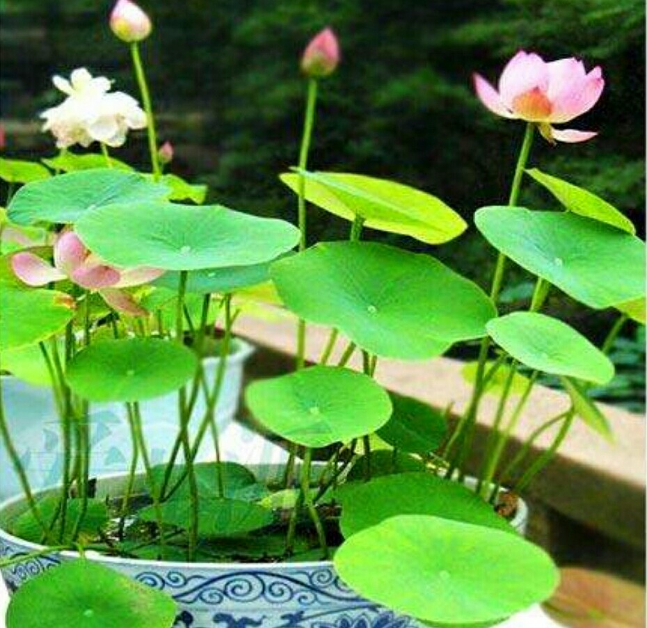 碗莲长势不佳,不开花,栽种时要注意这些细节