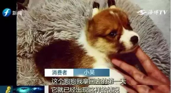 宠物狗买回来过几天病死怎么维权,厦门宠物店