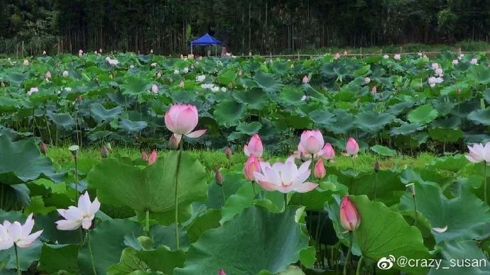 广州有荷花的地方,广州周边的荷花景点推荐
