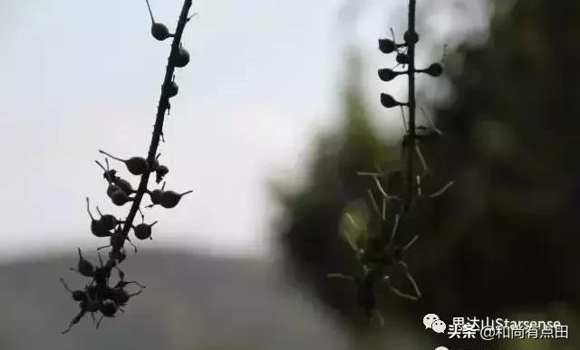 澳洲坚果的生长和做工视频,广西夏威夷果澳洲坚果