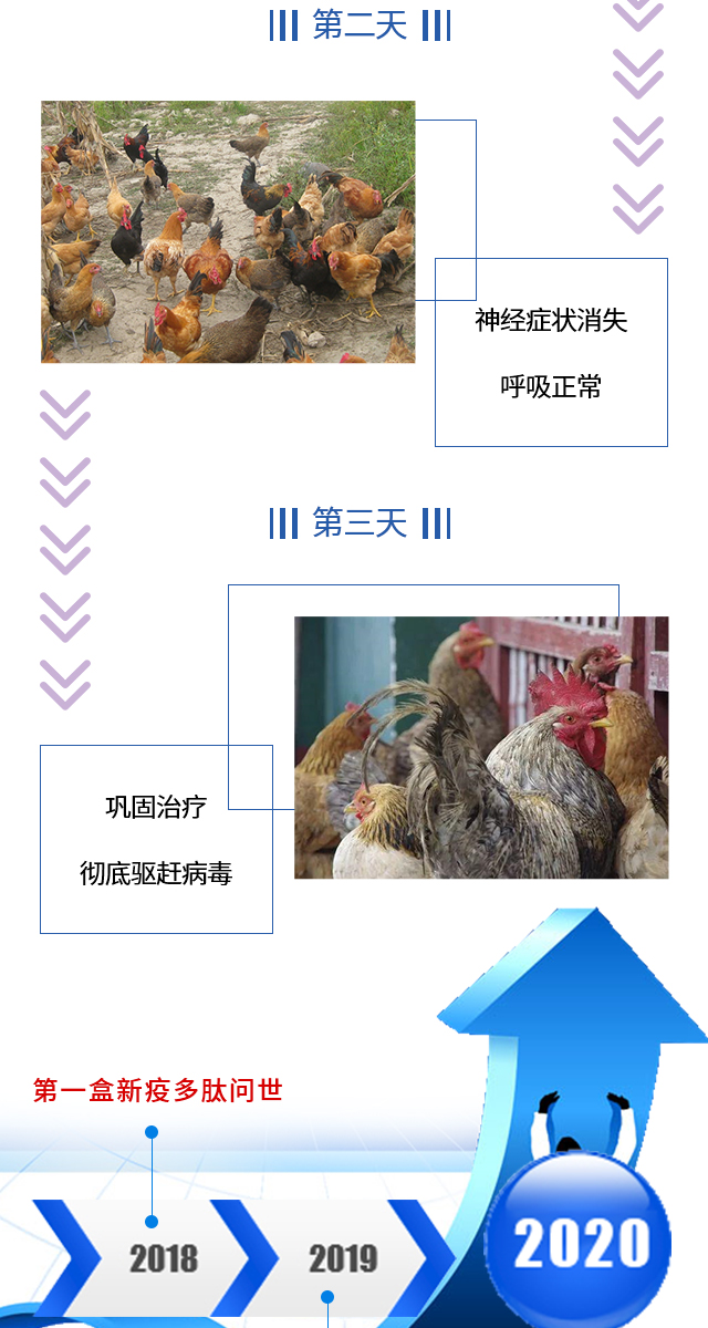 新城疫病毒怎么预防,新城疫病毒发病率