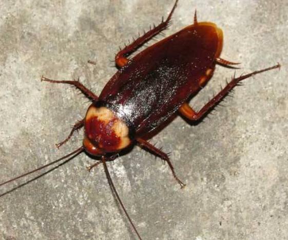 用什么方法去消灭蟑螂生活小妙招,除蟑螂最有效方法彻底消灭蟑螂