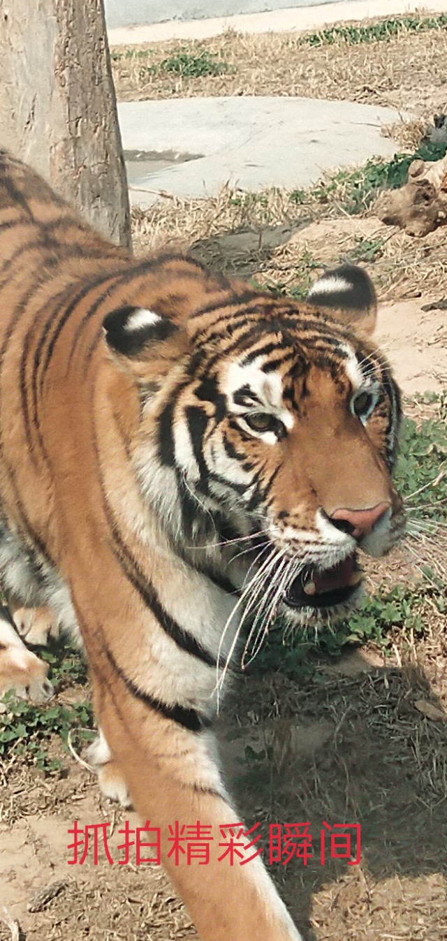 德州动植物园位置,德州动植物园免费吗
