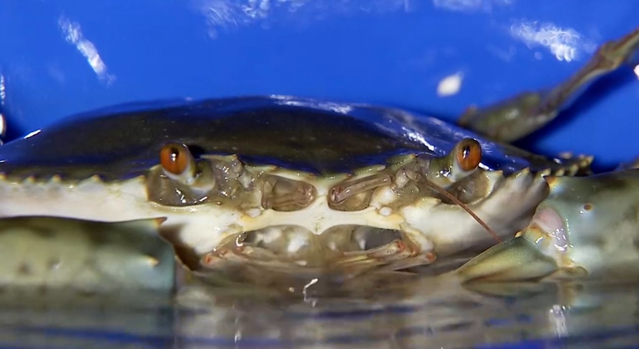 正宗和乐蟹哪里买,广州膏蟹市场价格