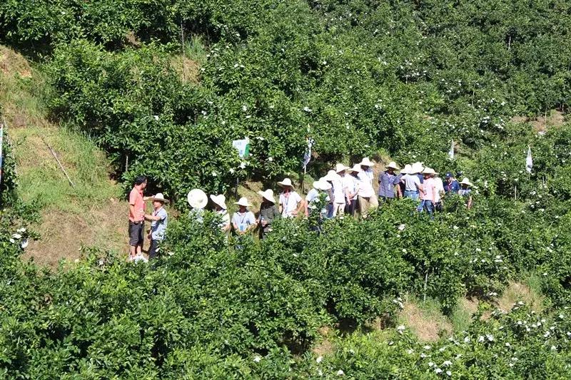 特早蜜桔果园,宜昌现在特早蜜桔行情