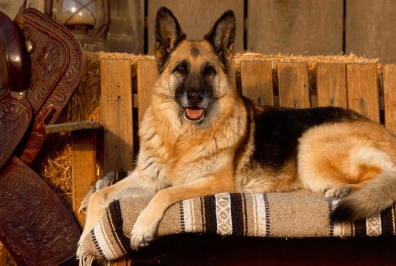 德国牧羊犬禁养又想养怎么办,德国牧羊犬深圳禁养犬名单