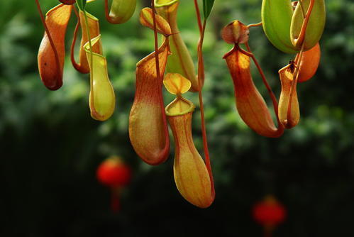 家里蚊子多养食虫植物,家里常见的几种虫子吃蚊子