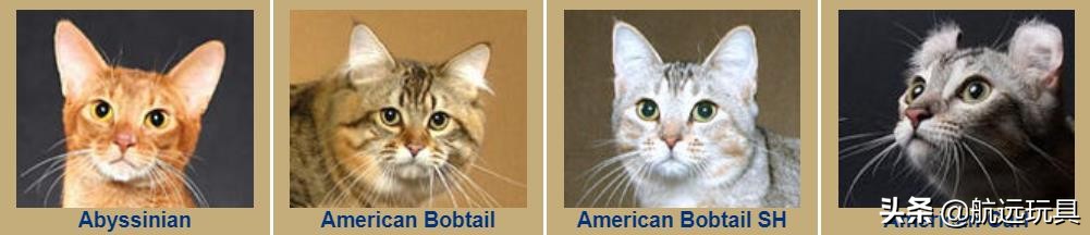 国际权威机构对猫咪的最全分类,猫咪分类大全