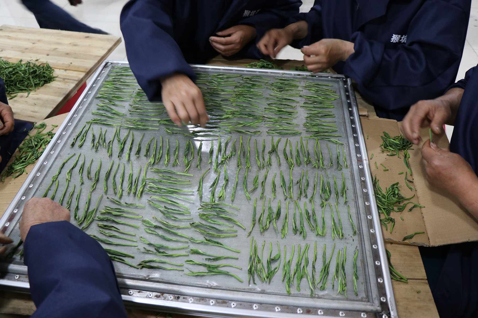 2019太平猴魁正式开园采摘！目前品牌价值已达26.44亿