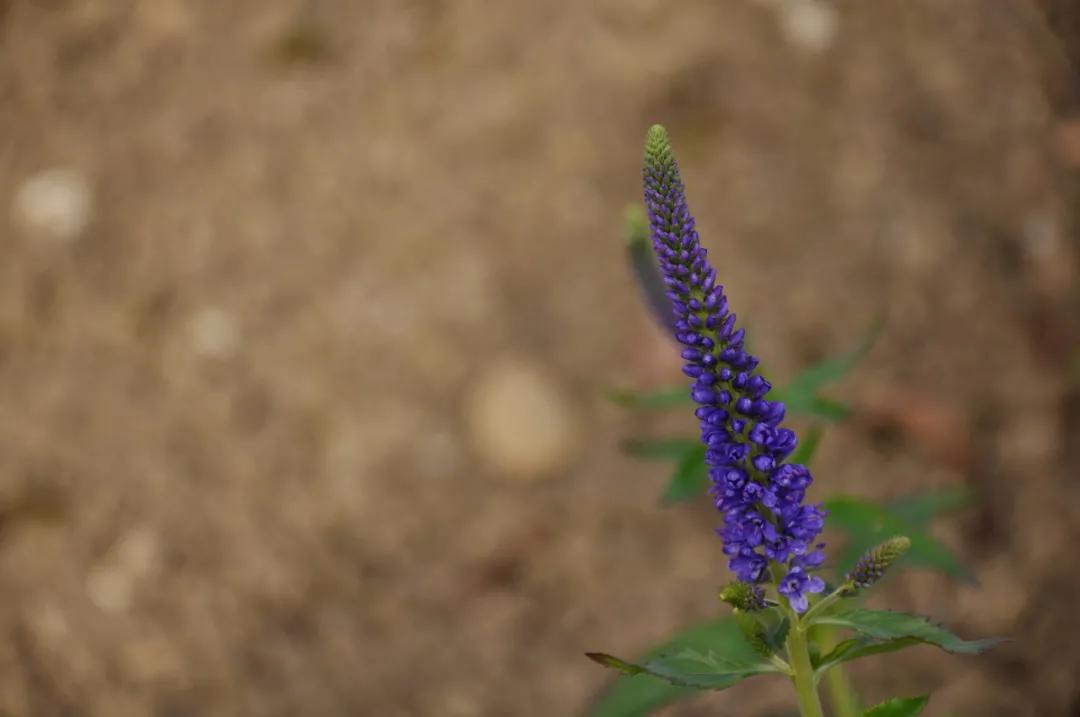 50种花材大全,常用鲜切花品种及图片