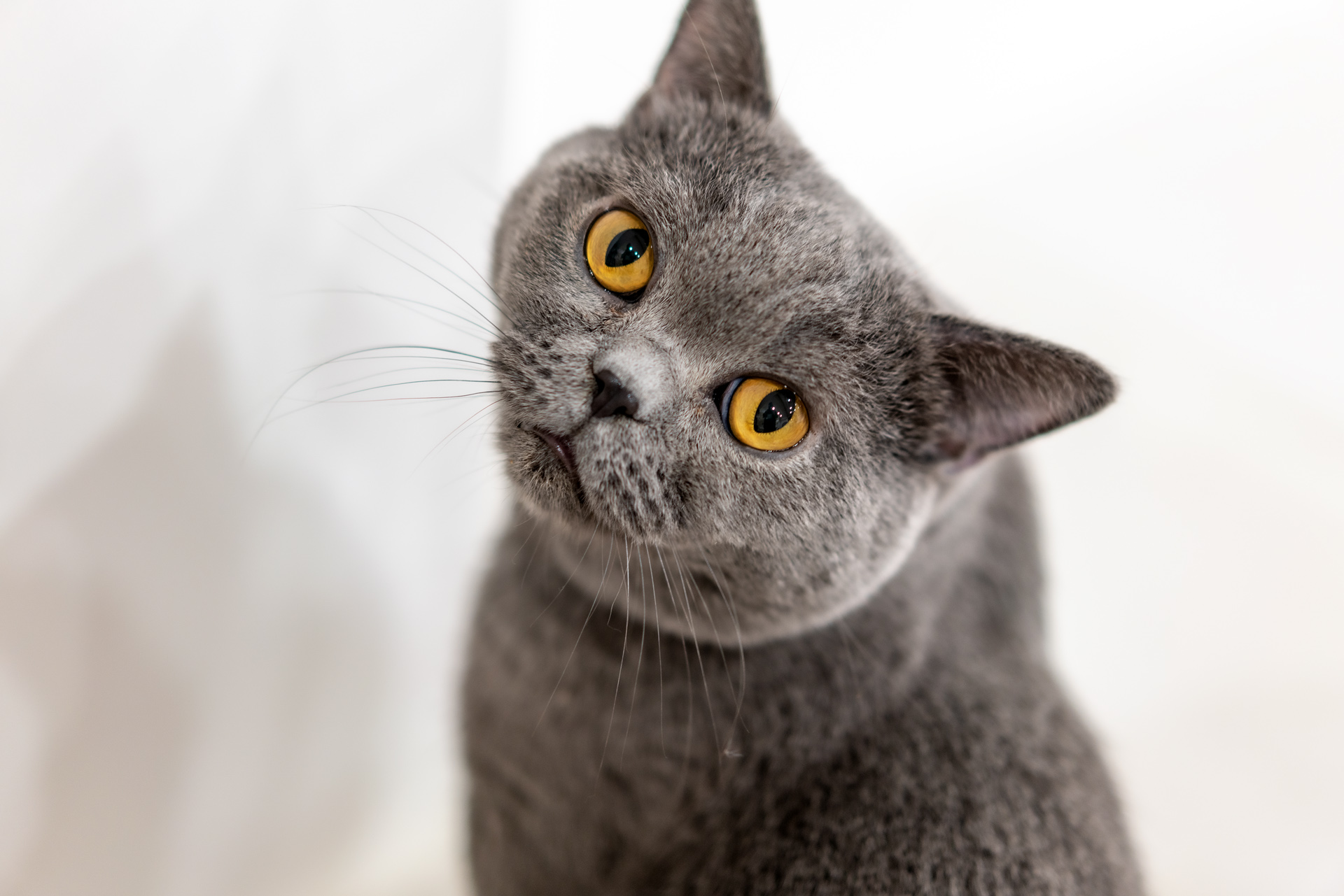 Sonnar（索纳）眼中的猫——索尼SonnarT*FE55mmF1.8ZA实拍体验