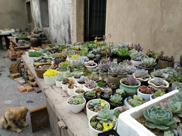 适合栽在庭院的多肉,庭院地栽多肉设计