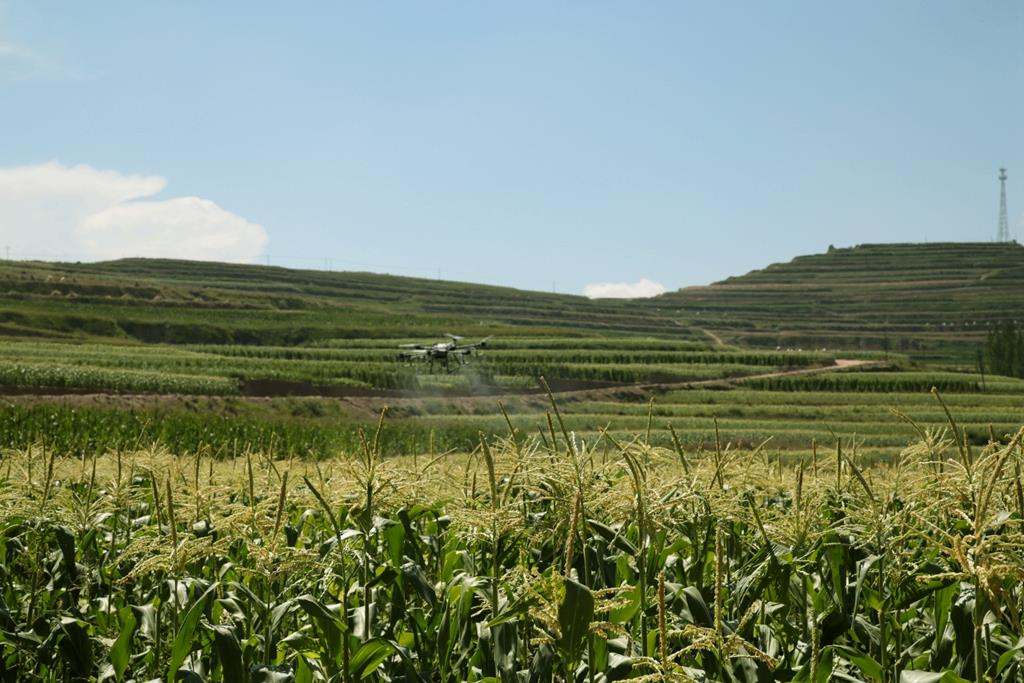 甘肃武山县桦林,武山县玉米喜获丰收