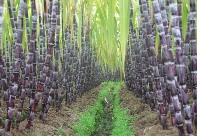 甘蔗怎么种植才高产,甘蔗如何种植才能有高产量