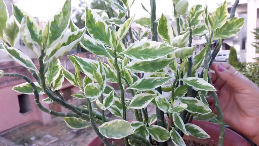 白雀珊瑚的图片,白雀珊瑚有毒吗能在家养吗