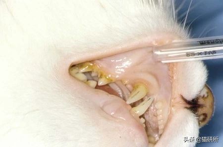 怀疑猫咪身上有虫怎么检查,怀疑猫咪中毒应做什么检查