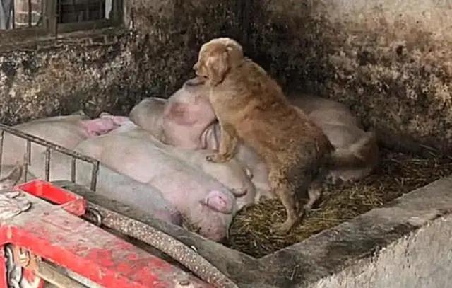 狗狗老是偷东西趴桌子,狗狗总是偷溜进房