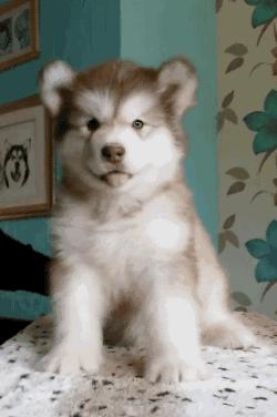 狗狗总对我呲牙哼哼,狗狗总是对着你叫