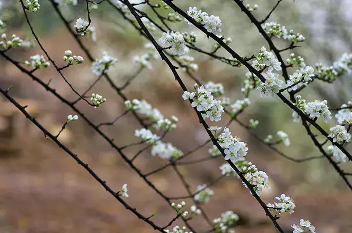 好书推荐快来领取你的宝藏书单,100种百花图谱大全