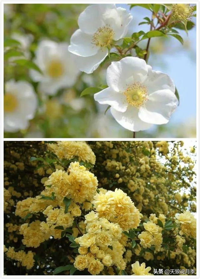 天狼月季申请品种保护吗,天狼育种在国际上是什么水平