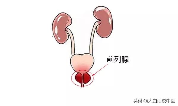 大白话说中医第十四集,根治前列腺炎小方法